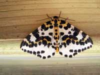 Magpie moth