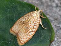 Acleris forsskaleana