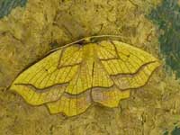 Bordered Beauty moth
