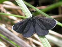 Chimney Sweeper moth