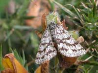 Common Heath