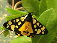 Cream-spot Tiger moth