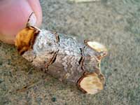 Buff Tip