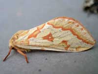 Female Ghost Moth
