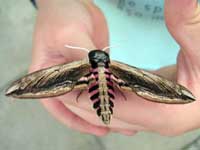 Privet Hawk Moth