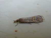 Euchromius ocellea