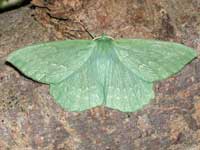 Large Emerald
