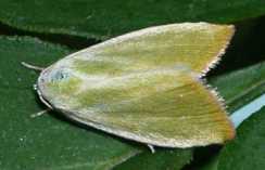 Earias clorana
